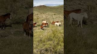 Run Free Always Wild Mustangs #horsevideo #majestichorses #wildhorses #viral #wildlife #equestrian