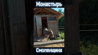 Говорящий осёл в монастыре ❗