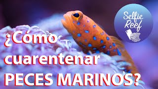 ¡Mi método para Cuarentenar PECES MARINOS!