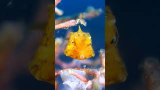 Longhorn Cowfish and Blacksaddle Filefish #aquarium #fish #viral #shorts