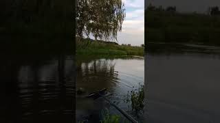 #fishing #карп #2024 #рыбалка