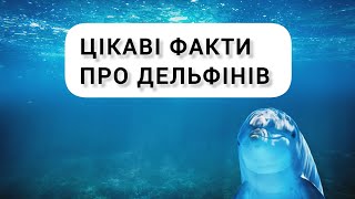 Цікаві факти про дельфінів/про дельфінів #дельфін #дельфіни