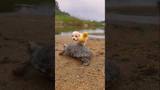 Nice friendship puppy &duck& tortoise #viral#shorts