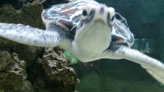 Cute Baby Sea Turtle Swimming (Close up)