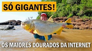 Dourado gigante na pescaria de rodada