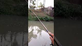 Mancing ikan nilem#shorts #mancingnilembabon