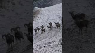 Mufloni❄️🥰 #nature #shortvideo #wildlifewatching #mountains #wildlife #animals #snow #winter