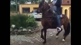 Cavalo De Passo Fino KALIFA Criador Villa Estefany