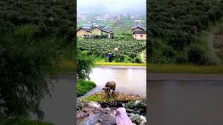 Desa yang indah, suasana sejuk alami#nature #village  #scenery