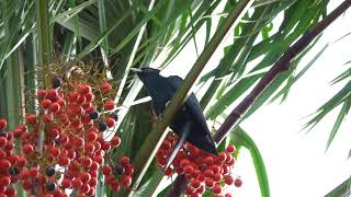 Asian Koel (uwu bird) got shy after I started recording