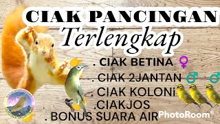 CIAK PANCINGAN TERLENGKAP  !! CIAK BETINA!! CIAK JANTAN!! CIAK KOLONI!! CIAKJOS KECIAL KUNING