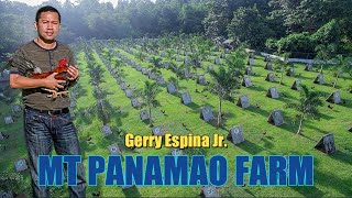 Lets Visit The Farm Of Mt  Panamao Gamefarm