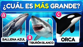 ✅41 Preguntas Sobre la "VIDA MARINA" 🐳🐬🐠 | Test/Trivia/Quiz