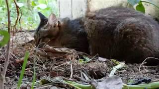 Bentong cat in its natural habitat