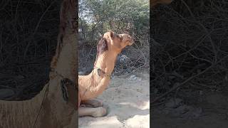 camel 🐪 video #shortvideo #animals #camel #الجمل