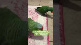 Charlie is all about Trouble #amazonparrot #funnyanimals