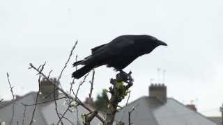 Choseley Crow in my plum tree