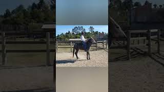 Mula Morena começando por pressão I Paulo Mori #muares #muladepatrão#turdilho#rancho#doma #cavalos