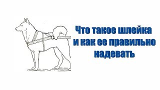 Что такое шлейка и как ее правильно надевать - обучающее видео