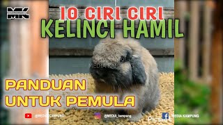 10 CIRI-CIRI KELINCI HAMIL, WAJIB DIKETAHUI AGAR TIDAK SALAH PENANGANAN