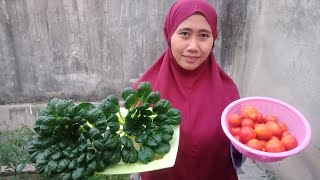 beres-beres kebun sekalian panen sawi pagoda dan tomat di halaman rumah