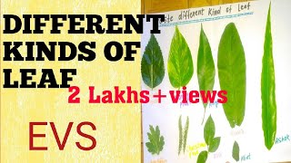 Different types of leaf🍃/Evs project work