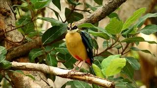 indian pitta