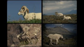 168087 Wild Sheep and Goats SSTV PD120