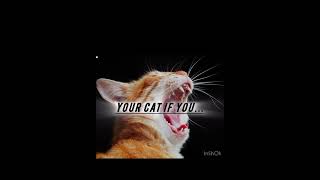 Your cat if you…