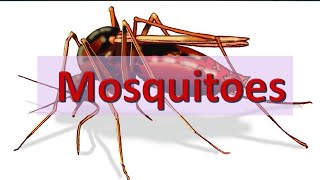 ||Morphological difference between Different types of MOSQUITOES || देख के पहचाने कौन सा mosquito है