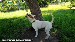 Американские Бульдоги.Вести с полей\American Bulldogs. News from the fields