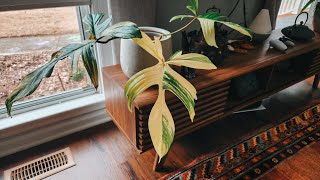 Plant Hoarding Tips. Letting Plants Go. How I Stopped Hoarding Plants. Minimalistic Plant Collector.