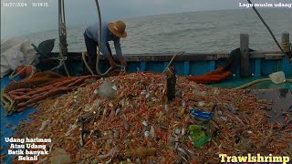 lagi musim udang 3 jam tarik bisa sampai 100 kg trawl shrimp