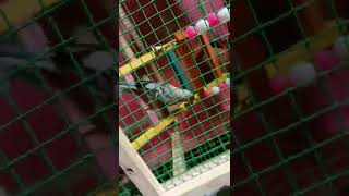 Budgie #eagle is playing with bell | budgies | Lovebirds | #budgies #lovebirds #playingsolo #playing