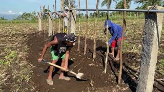 Introduction to the Dragon fruit trellis system, instead of the old-fashion mop top system.