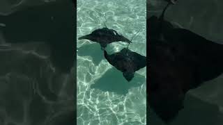 Скаты на Мальдивах, Stingrays in the ocean Maldives #maldives #stingray #stingrays #male #ocean an