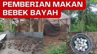 MEMBERI MAKAN BEBEK BAYAH 40 EKOR