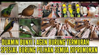 🔴 DIJAMIN BUNYI ! OBRAL TUNTAS STOK RATUSAN EKOR STOKNYA 0838-7553-6945