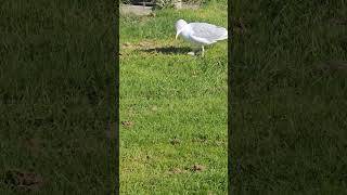 Seagull stomping on grass to imitate rain for worms to come up... #nature #birds #seagulls