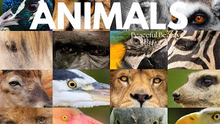 Amazing Animal Facts | Uncovering Nature's Wonders