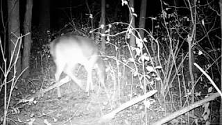 Deer on my trail camera gets spooked by something.