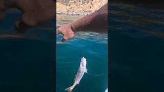 Lucky sea bass escapes the dinner plate! #socalfishing