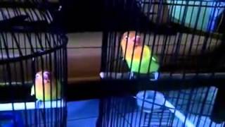 kolaborasi lovebird untuk memancing lovebird ngekek