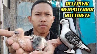 BELI PIYIK MERPATI HIAS SATINETTE - ASLI MENGGEMASKAN BANGET