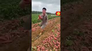 🍠🍠#farming #vegestables #satisfying #gardening #youtubeshorts @rupasanjya 😱😱🍠