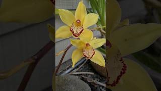 Моя уличная орхидея! /Orchid that grows outside!/#orchid