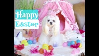 FUN:  Easter Maltese Puppies Tweety and Pinky enjoy Easter Treats OPEN MY EYES Piano Cover말티즈