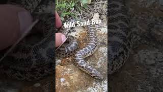 Sand Boa Found in the Wild!!