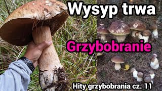 Grzybobranie - Wysyp grzybów trwa w najlepsze, a ludzi brak