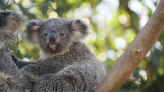 Baby Koalas at the San Diego Zoo